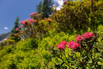 Alenrosen am Fellhorn